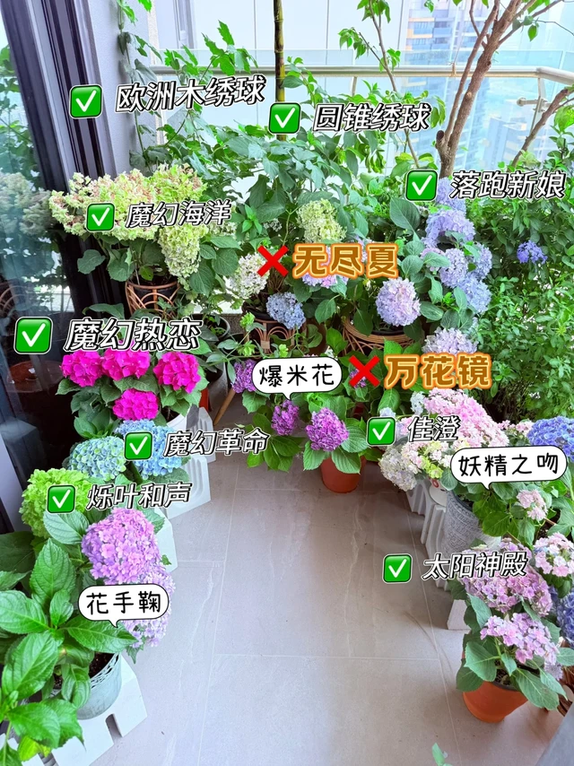 妙室生花｜阳台党打造莫奈色系绣球花园秘籍！