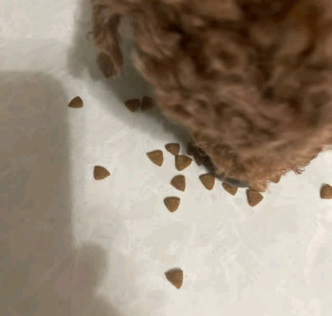 皇家狗狗干粮