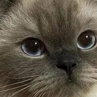养猫“省钱攻略”，不浪费一分钱！