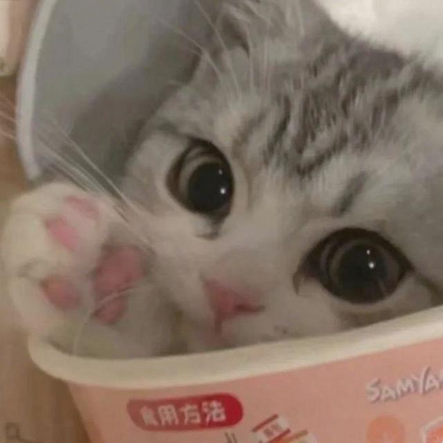 2025 猫粮推荐：藏在颗粒里的 “美毛魔法”