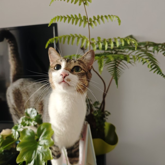 炎炎夏日，又为家里的宠物买这个买那，就为了舒适渡夏