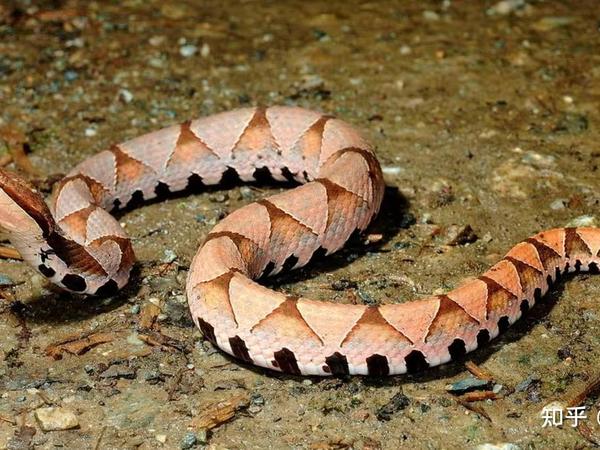 这是什么蛇？隔壁小区里散步时发现的，我们这是平原地区啊，怎么会有三角形的蛇，好像是毒蛇？