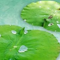 清凉一夏的好物分享