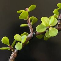 头一次感受到金枝玉叶的“洪荒之力”，以前很不喜，现在：爱惨了