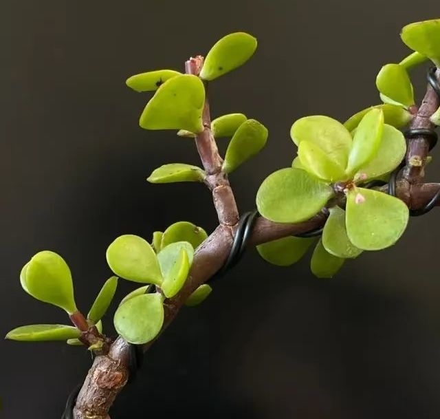 头一次感受到金枝玉叶的“洪荒之力”，以前很不喜，现在：爱惨了