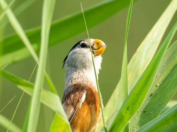 北京奥森南园之特种兵观鸟：酷暑篇