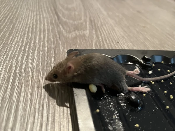 🇨🇦温哥华对付屋子里老鼠的一些经验