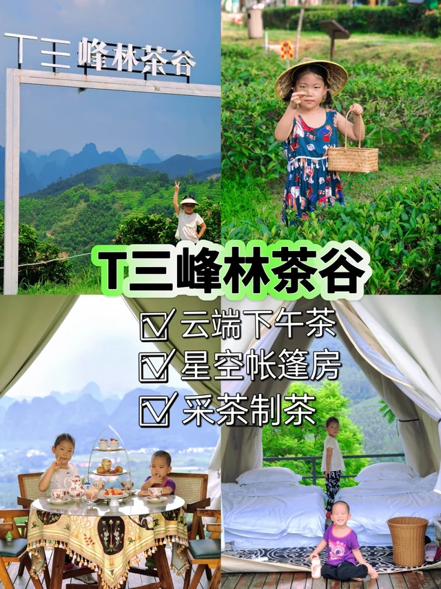 探广东醉美茶山秘境，于茶香中虚度好时光❗
