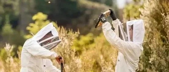 刚刚曝光！这种蜂蜜成分惊人，却被视为新西兰的瑰宝