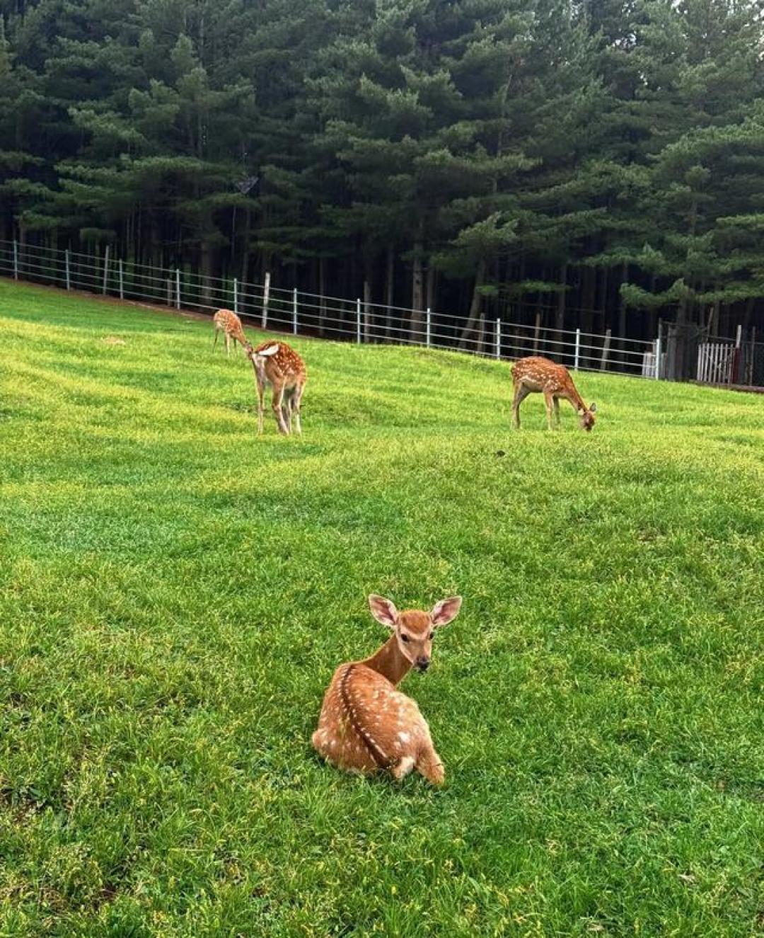 黑龙江22℃纳凉秘籍：高山草甸数野花，密林氧吧追驯鹿，房车夜观银河爽翻夏

（注：标题共25字，核心提炼了文中凤凰山草甸、伊春密林追鹿、抚远房车观星三大避暑场景亮点，用"22℃"直观传递温度优势，"爽翻夏"突出对比南方的极致凉爽体验，符合互联网标题冲击力与信息密度的要求。）