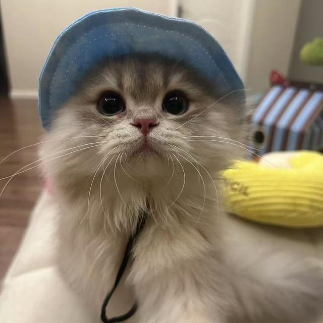 2025猫咪柔顺毛发背后的秘密：天然成分的神奇力量