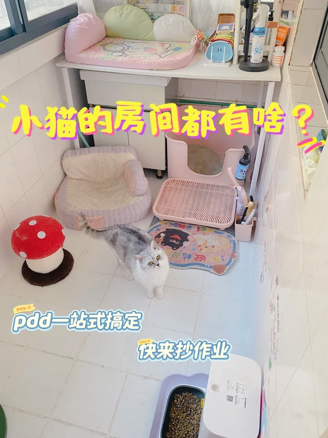 小猫的房间都有啥？pdd一站式搞定！
