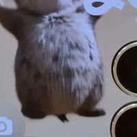 小米MIX Flip 2：精致度与折痕优化
