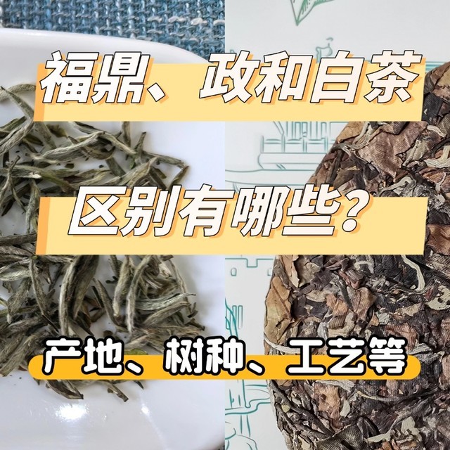 搞懂“福鼎白茶”和“政和白茶”的区别，茶叶一挑一个准