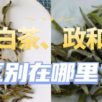 搞懂“福鼎白茶”和“政和白茶”的区别，茶叶一挑一个准