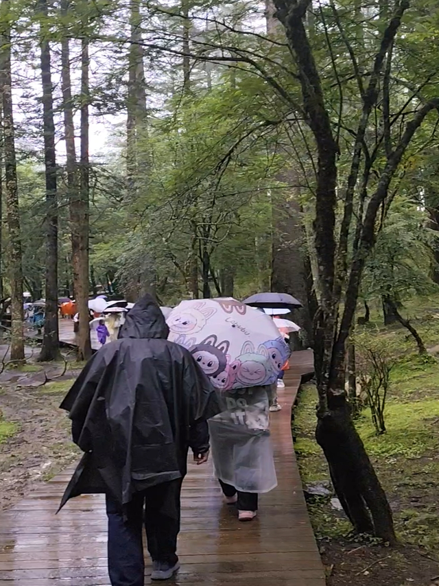 雨天漫步原始森林