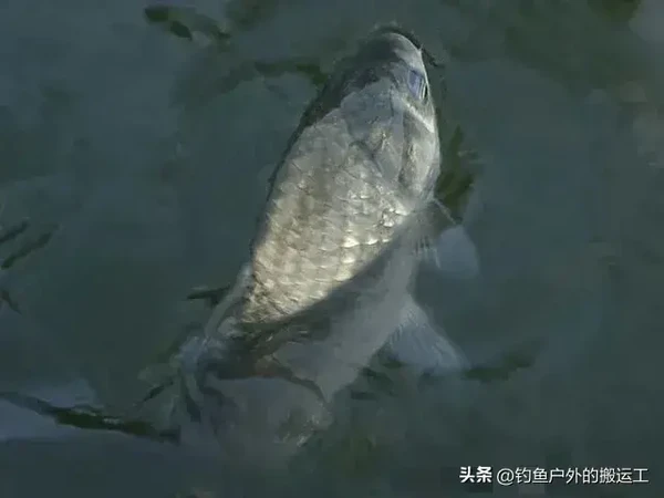 夏季钓鲫鱼饵料排行榜前十名，鲫鱼饵料最强配方推荐