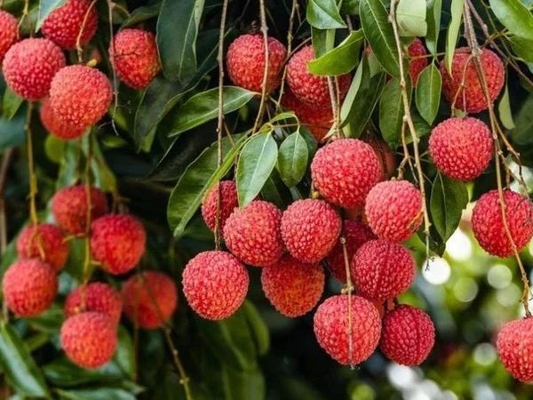 荔枝种植干货｜稳产增收有门道！