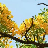 发现云南一棵花，因“花色招财”，被网友评为“最美神树”