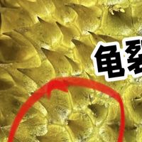 挑金枕榴莲：龟裂纹与奶油尖