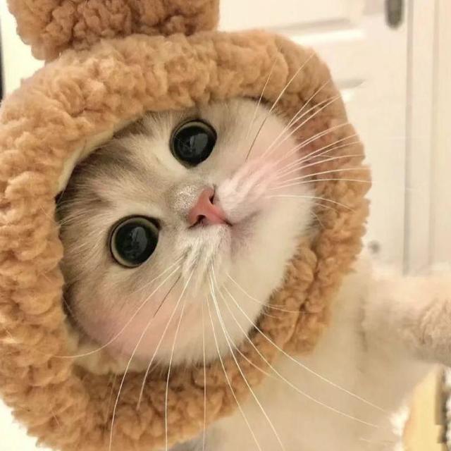 2025 年口碑爆棚的美毛猫粮，减轻猫咪干枯掉毛！