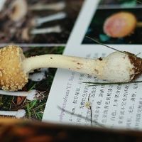 在拾菌的季节看看这本书！会有全新的乐趣