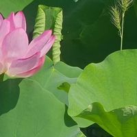 夏天，去看看荷叶、荷花、莲蓬吧！