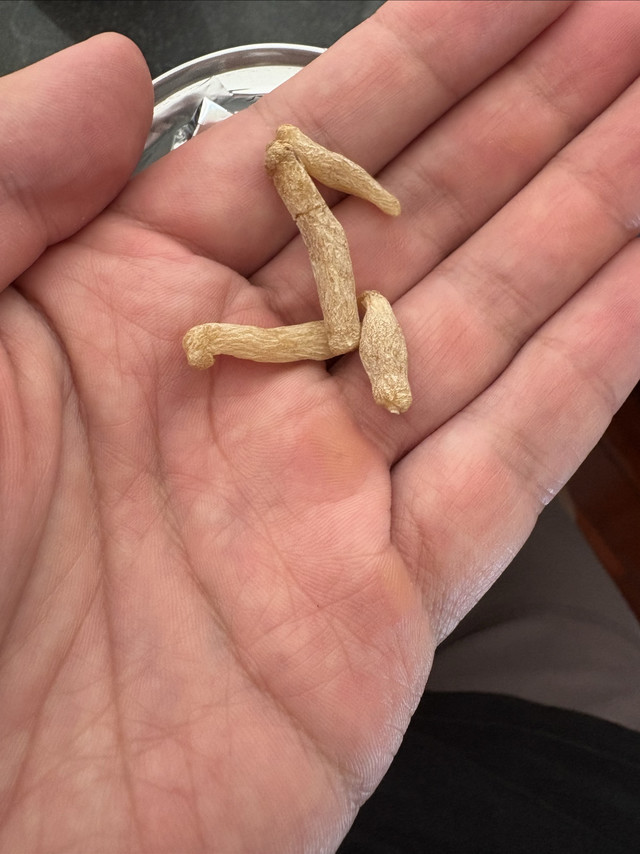 自制养生麦冬茶饮，看产地是亳州有点慌