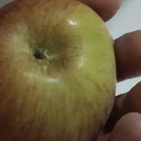 南非牛顿迷你小苹果：一口清甜，满心欢喜