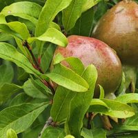 一直在想一个问题，石榴是咱们中国产的吗？