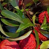 买荔枝时，碰到这3种荔枝，再便宜也别买，水果店老板自己都不吃