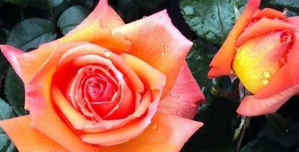 月季花品种推荐 10款必养月季 (多图)