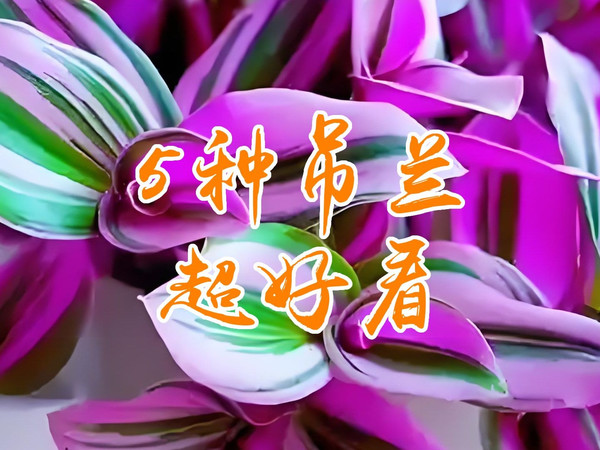 别再养普通绿叶吊兰啦！这5种吊兰一个月不浇水也能活，还超好看