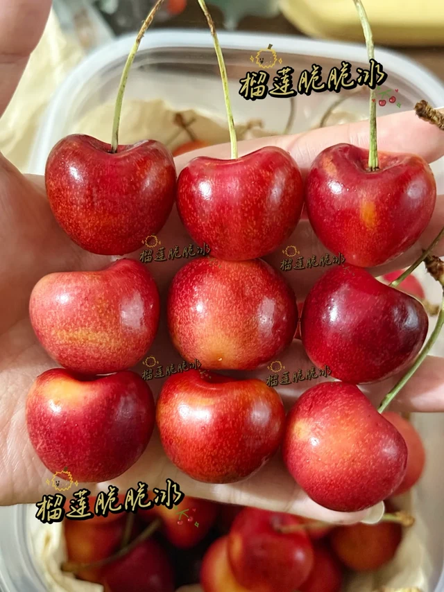 美国 | 又到了吃斯凯拉雷的季节