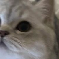 平价党买什么牌子的猫粮好又健康?营养实惠的猫粮排行榜最新分享