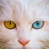 猫粮怎么选比较好?2025国产猫粮推荐，你选对了吗？