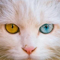 2025不油的猫粮推荐，健康猫粮排行榜产品是否实至名归？