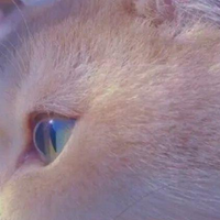 2025国产猫粮排行榜，经济实惠的猫粮有营养的猫粮推荐