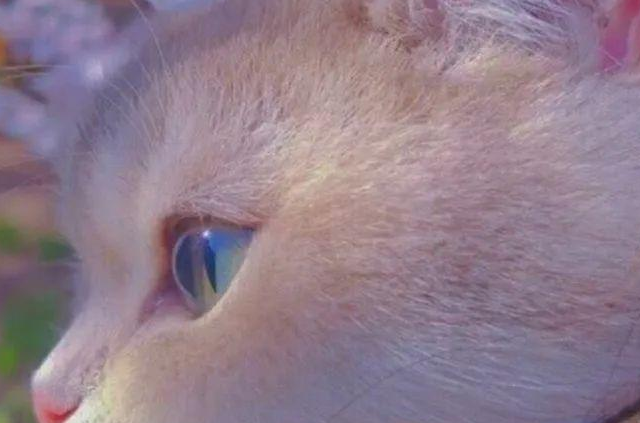 2025国产猫粮排行榜，经济实惠的猫粮有营养的猫粮推荐