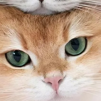 猫粮哪个牌子好又安全又便宜？猫粮品牌排行Top3实测对比
