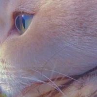 2025猫粮排名靠谱吗？收下这份世界十大顶级猫粮品牌攻略