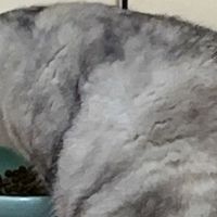 宠物猫粮哪个牌子好？精选五款优质猫粮，入手不踩坑