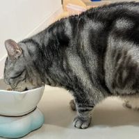 进口猫粮哪个最好？2025年口碑榜前6名盘点，国产猫粮也不输