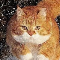 宠物猫粮怎么选？2025什么猫粮好猫粮排行榜前十名