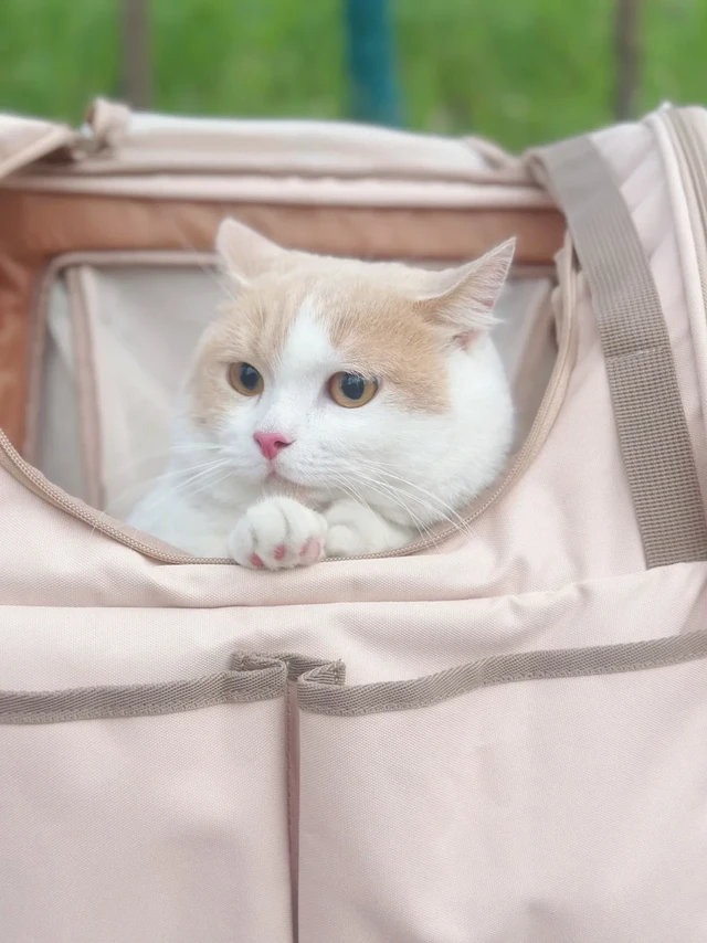 是谁坐着新买的猫包出去玩了呀