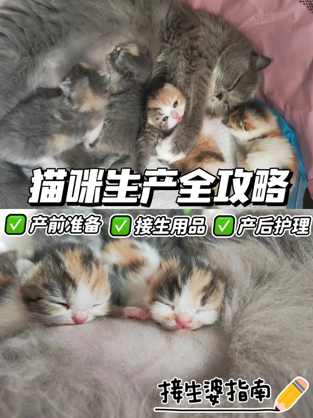 母猫养护秘籍｜从产前到产后护理超全清单