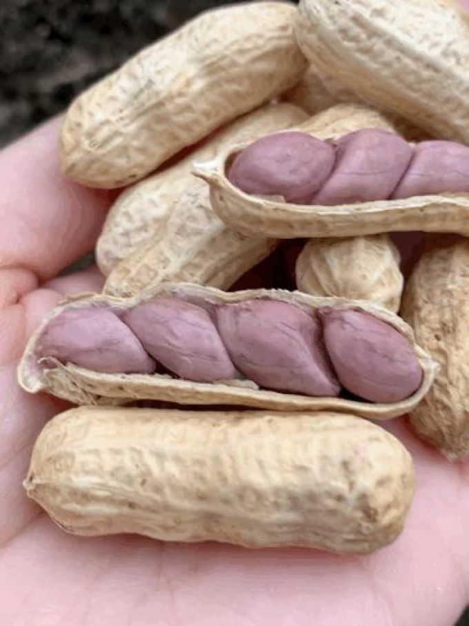 坚果炒货