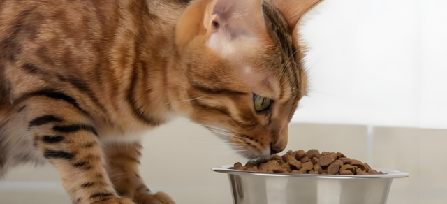有没有不油的猫粮？盘点口碑好销量高的6大猫粮品牌