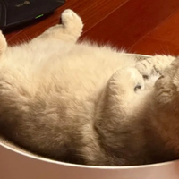 什么牌子猫粮好而不贵?2025年这3款口碑佳喂养棒,闭眼选不踩雷