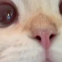 猫粮排行榜第一名品牌是哪款？性价比高的猫粮Top3实测对比